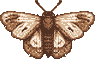 moth